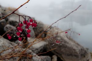 Photo courtesy of Maggie Davison '11. "Berries" shows how plants can survive in the dead of winter. Photo courtesy of Maggie Davison '11. "Berries" shows how plants can survive in the dead of winter.